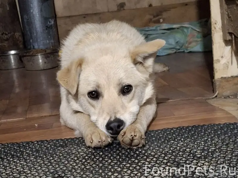 Пропала собака, д. Мотякино, снт «Комплект»