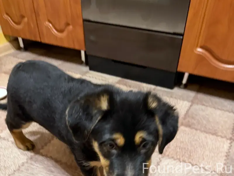 Найден щенок, Мурманск, район ул. Миронова - ул. А. Бредова