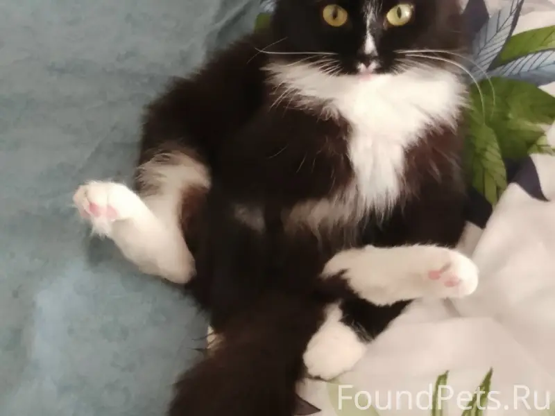 Пропала кошка, Ленина 55