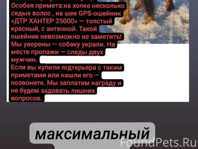 Пропала собака, Ступинский район