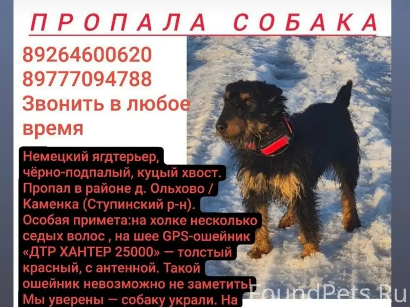 Пропала собака