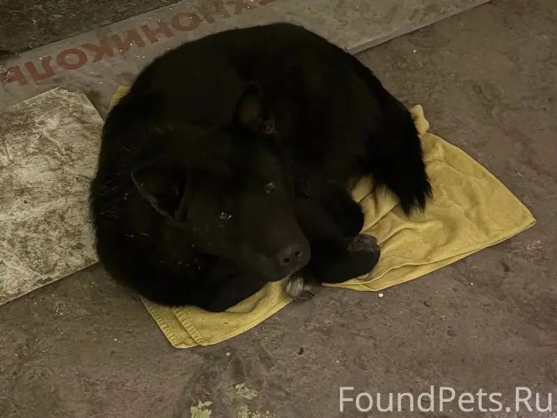 Найден пёс, Вагонка, район Увз