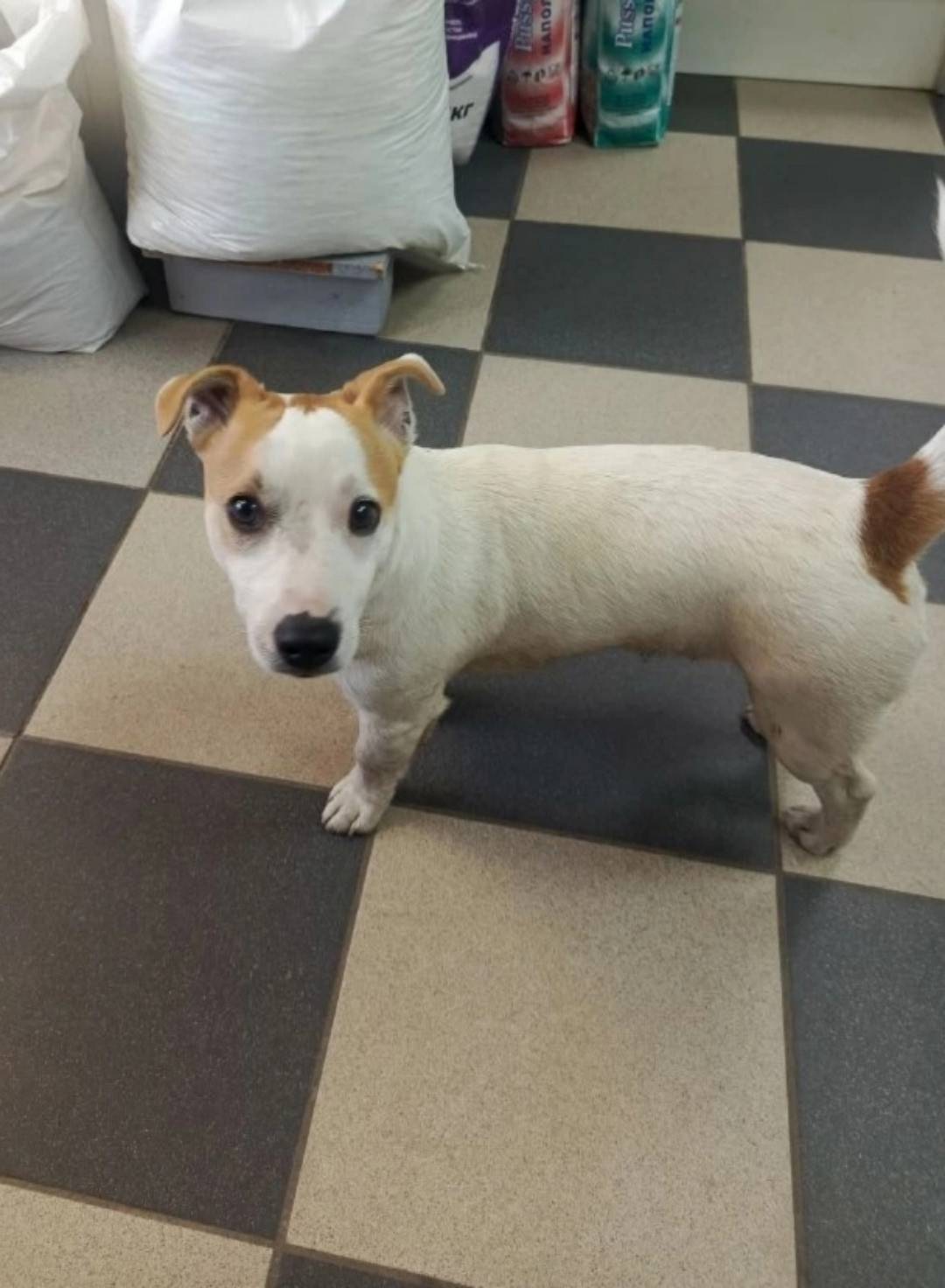 Найден джек-рассел, район Приборостроительная, 18