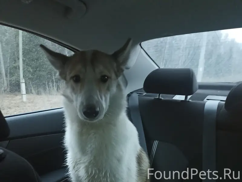 Найден рыжий с белым кобель, Московский тракт