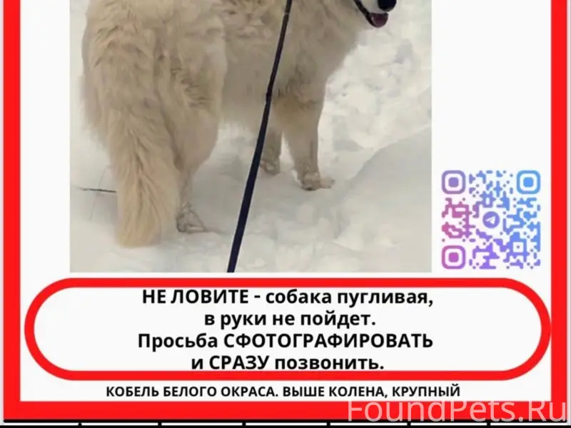 Пропал Белая Швейцарская Овчарка Барс, Чебоксары