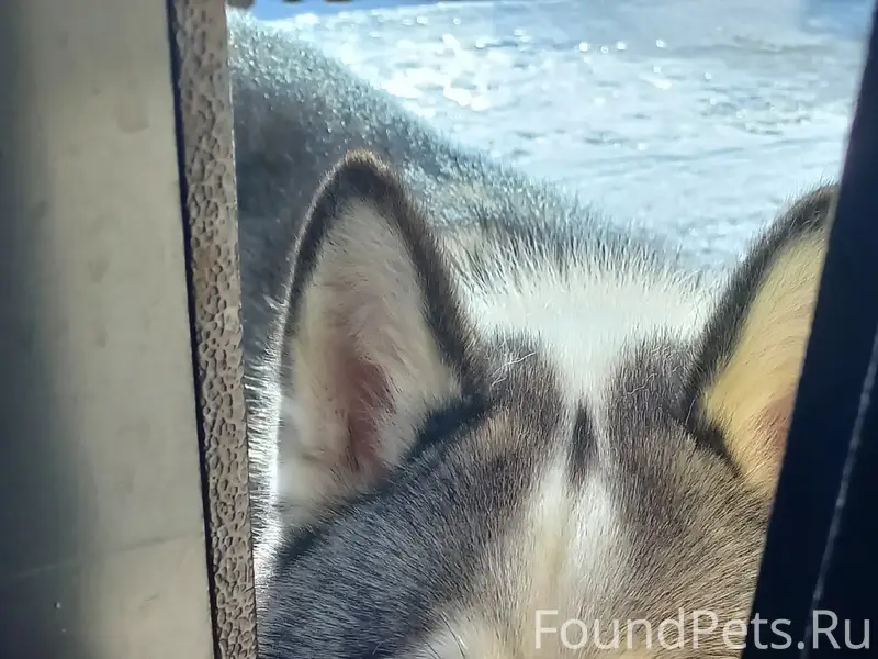 Найден кобель, Тельвиска