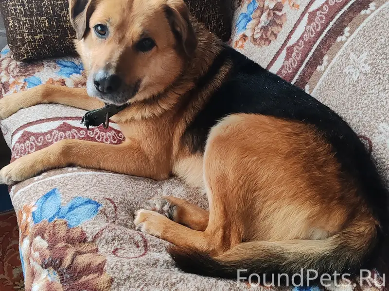 Пропал пёс Филя, пос. Углеуральский