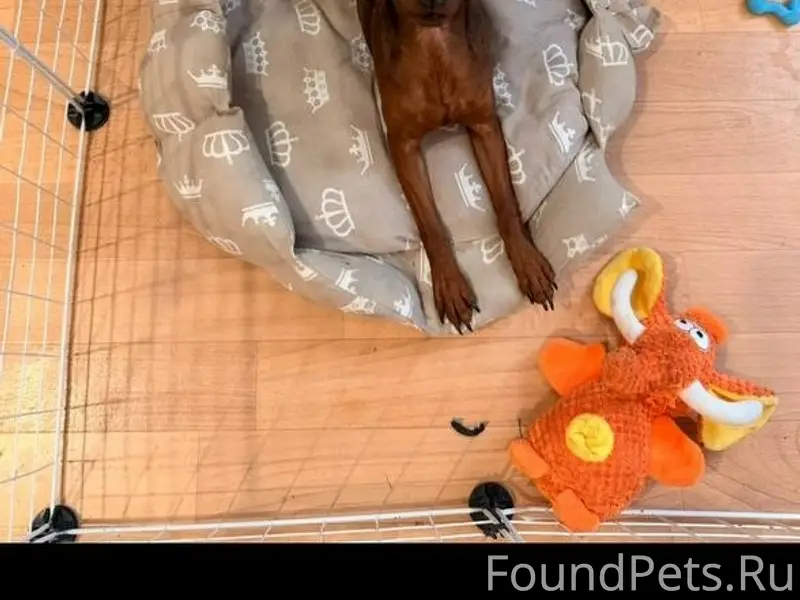 Пропала собака Пинчер, Энгельс, Мостоотряд