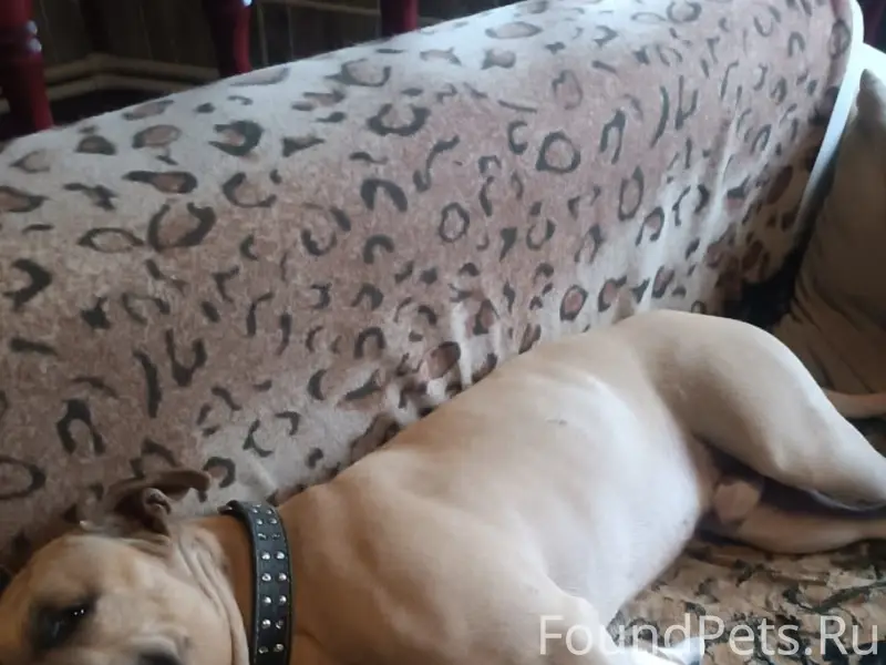 Пропал стаффордширский терьер Тайсон, д. Нефедихи