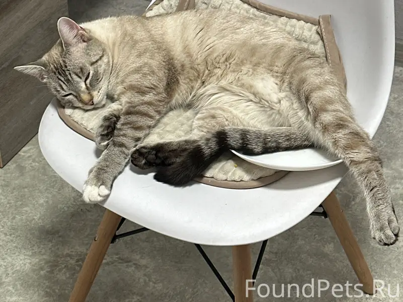 Пропал кот, район ул. Фруктовой