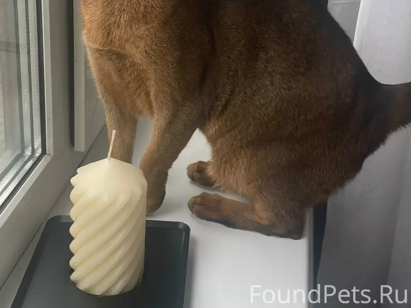 Найдена абиссинская кошка, ул. Гражданская