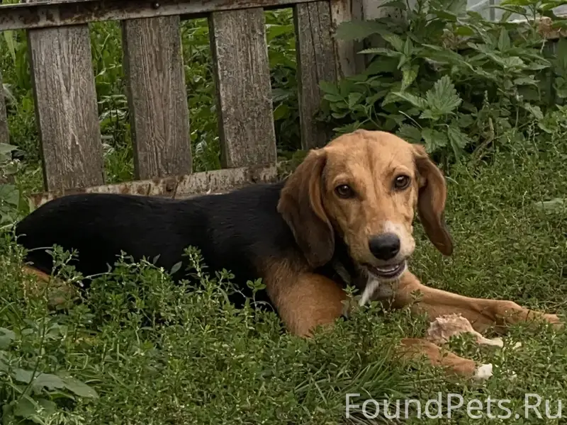 Пропала Джесси, метис спаниеля и бигля, район пятака