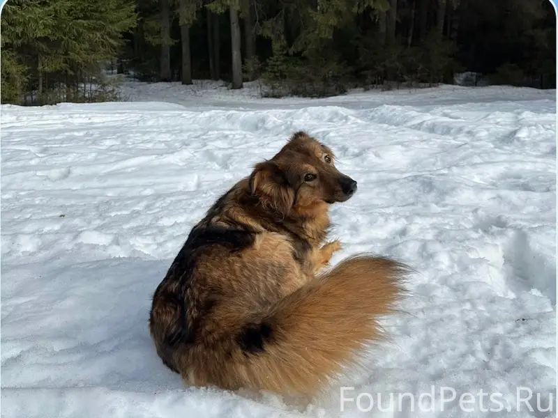 Пропала собака Белка, с. Степаново