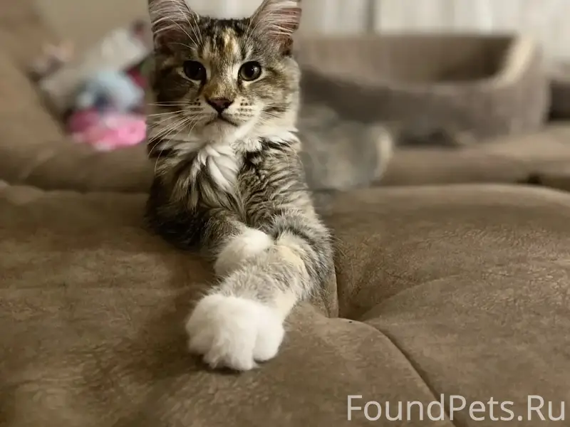 Пропала кошка Рысь, мейн-кун, Садовый массив