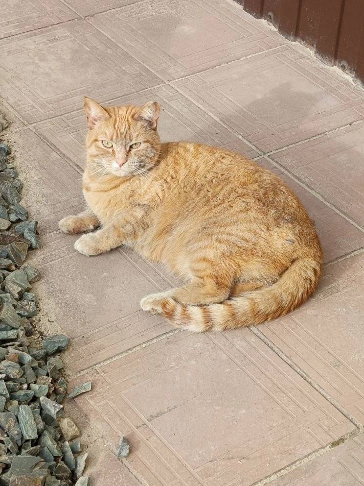 Найдена кошка, зеленая зона