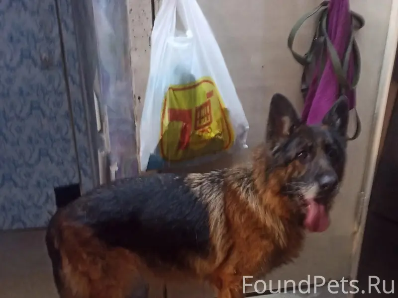 Пропала немецкая овчарка Фиделика, район Ржевка, Санкт-Петербург