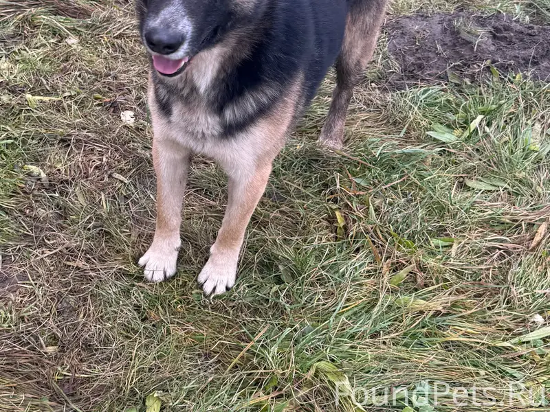 Пропал пес Грим, Светлогорск