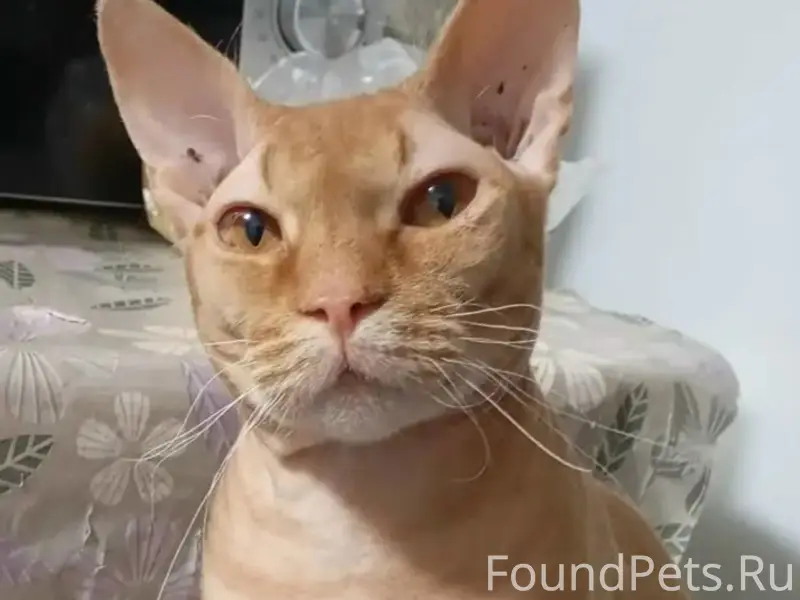 Пропал метис сфинкса, рыжеперсикового цвета, Пушкина 3б