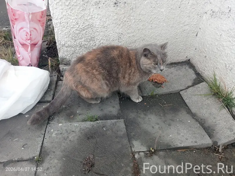 Найден кот, возле Кировского