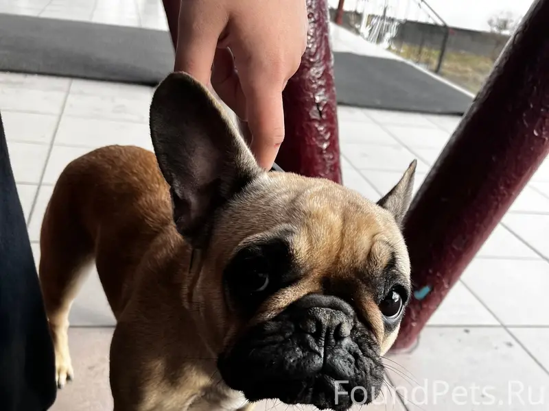 Найден французский бульдог, район 17 школы г. Черногорска