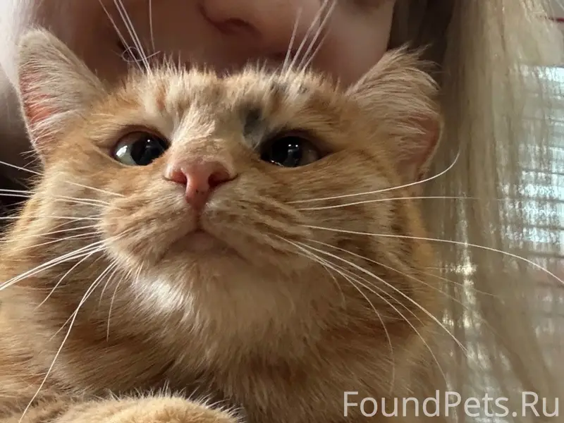 Найдена кошка Лучана, п. Емельяново