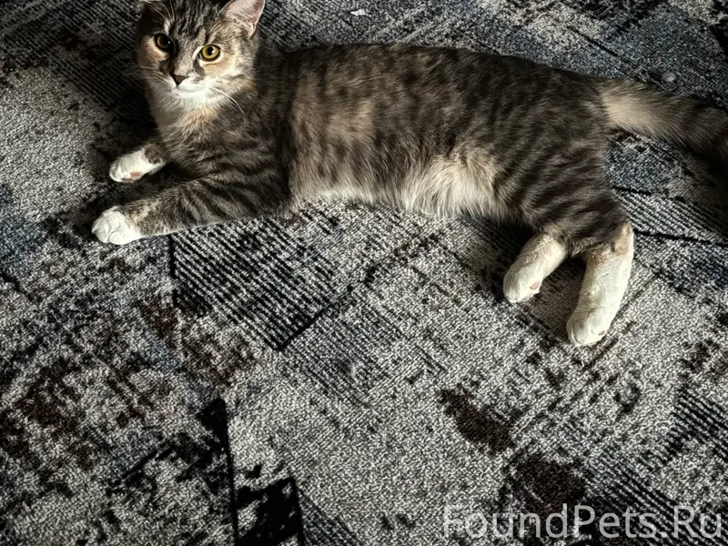 Пропала кошка, приметная, Никольский посад