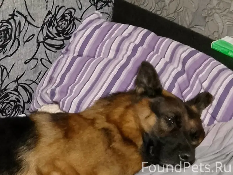 Пропал чепрачный кобель немецкой овчарки Рэй, ул. Лазо