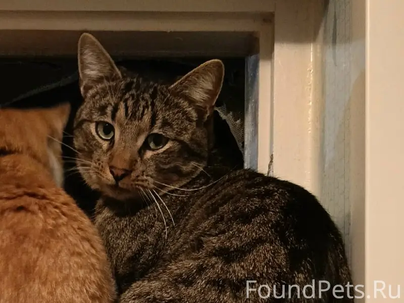 Пропал кот Лёлик, Третий Советский