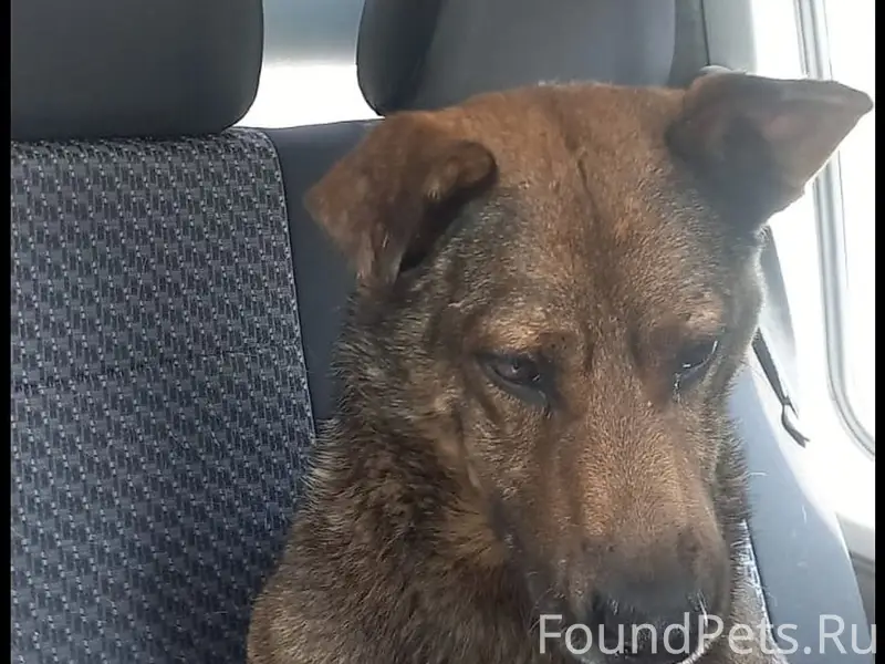 Пропала собака, Уфа