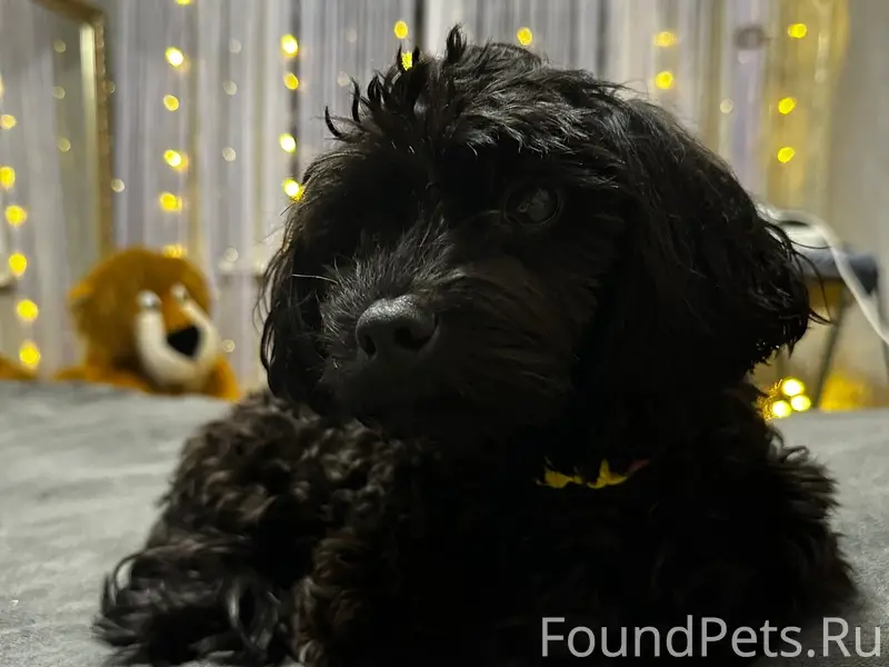 Пропал кобель болонка, район ул. Лексина, Симферополь