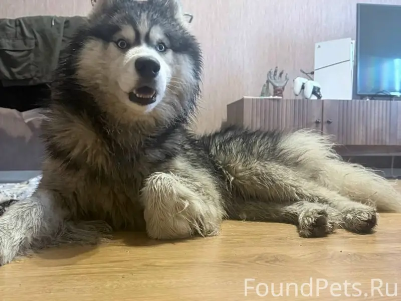 Найден хаски, 20 микрорайон