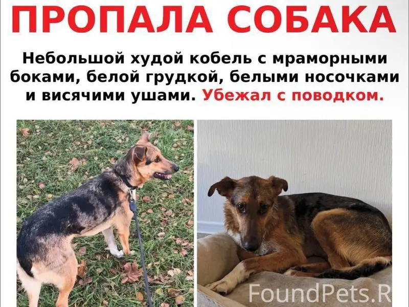 Пропала собака Мо, Люберцы