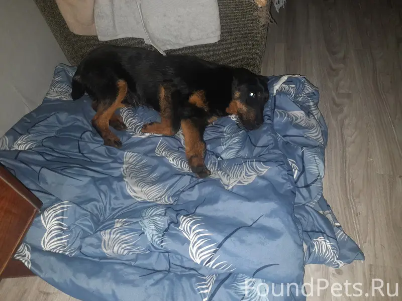 Найден ягдтерьер, поселок Томилино