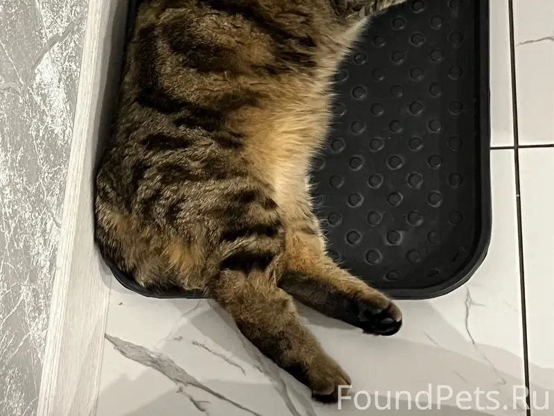 Пропал кот, район ул. Революционной-Советской