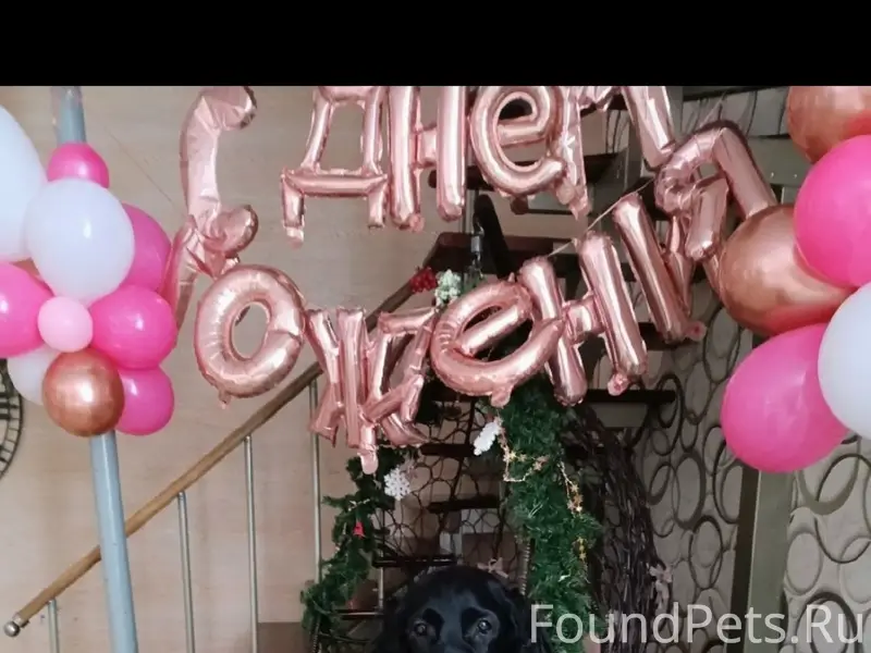 Пропал чёрный Сеттер-Гордон, улица Восточная