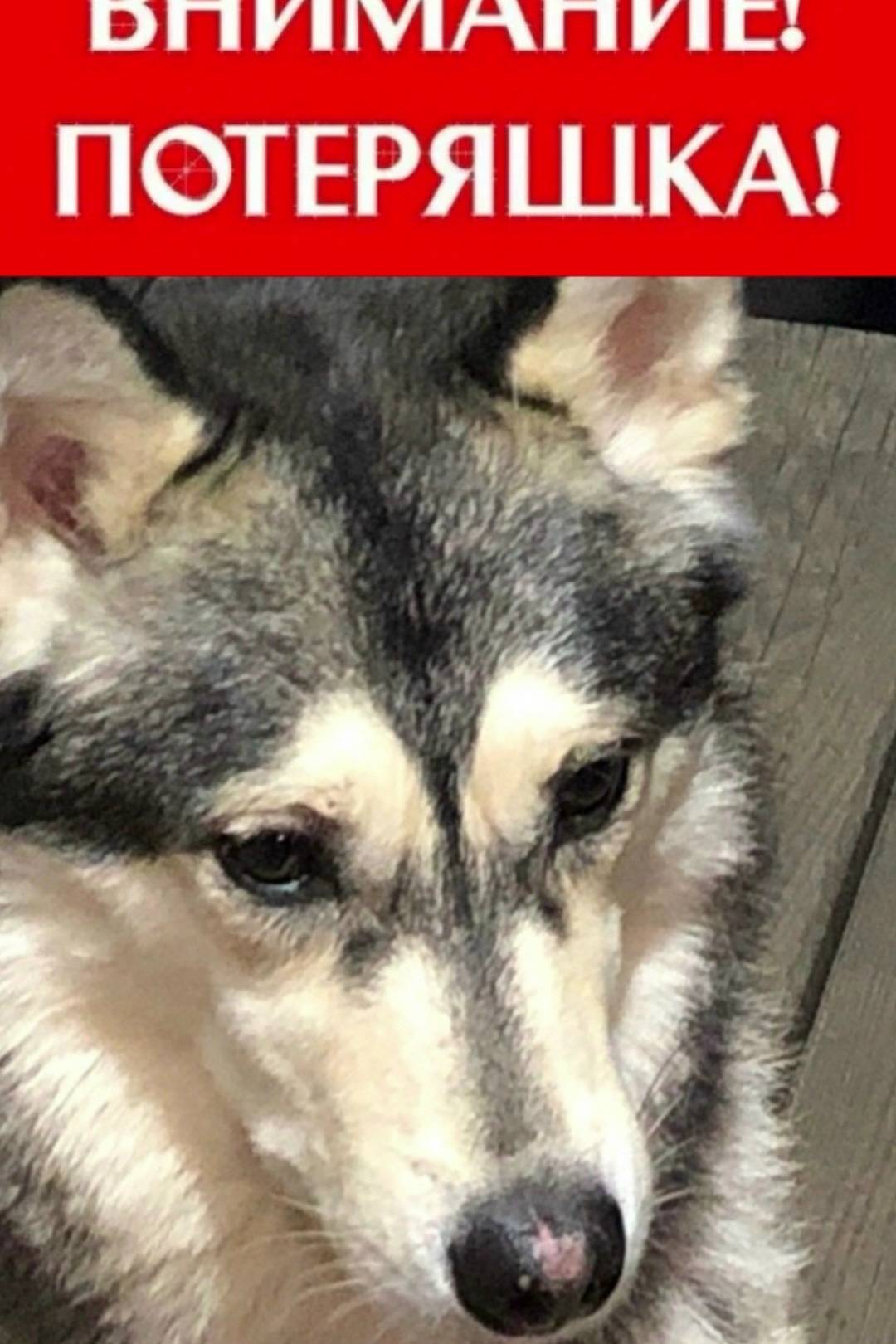 Найден пёс, Б. Томылово