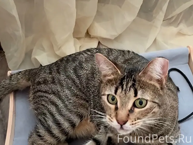 Пропала кошка Пепси, Санкт-Петербург, улица Дыбенко