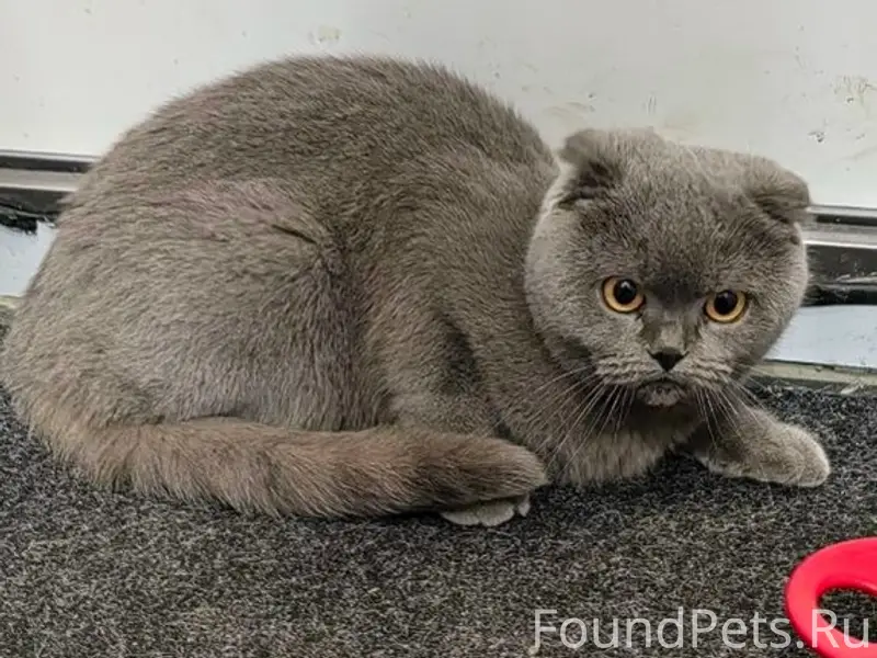 Найдена кошка, Луначарского 106