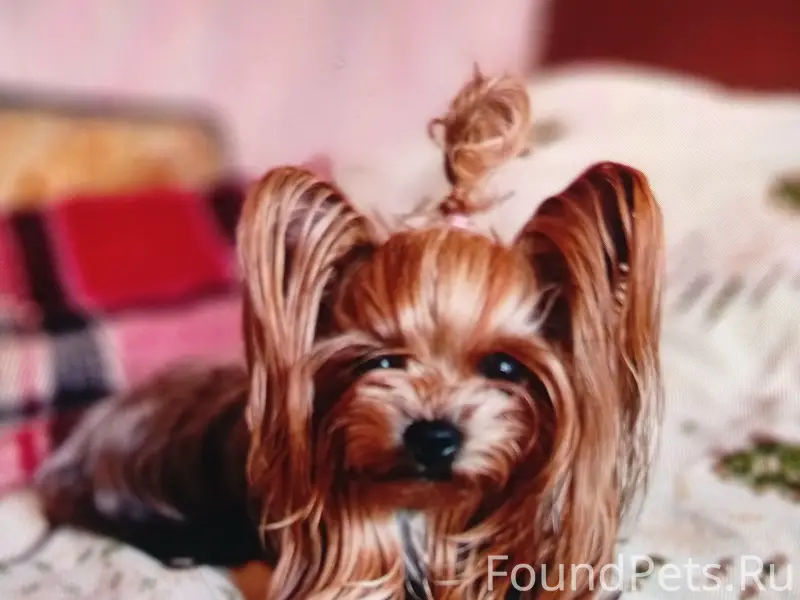 Пропала мини-йорк Кира, ул. Сочинская