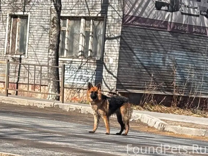 Пропала собака, район Трубки