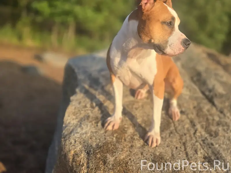 Пропала рыжая амстафф, ул. Стойкости