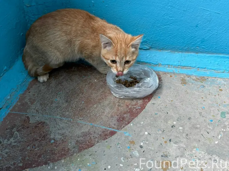Найден котёнок, Первомайская 26