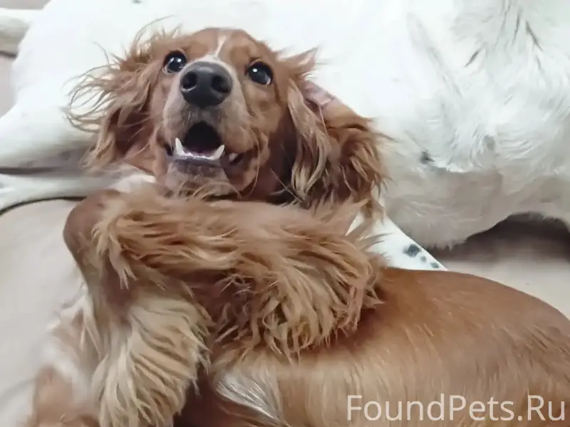 Пропала девочка-спаниель Голди, Проспект Победы