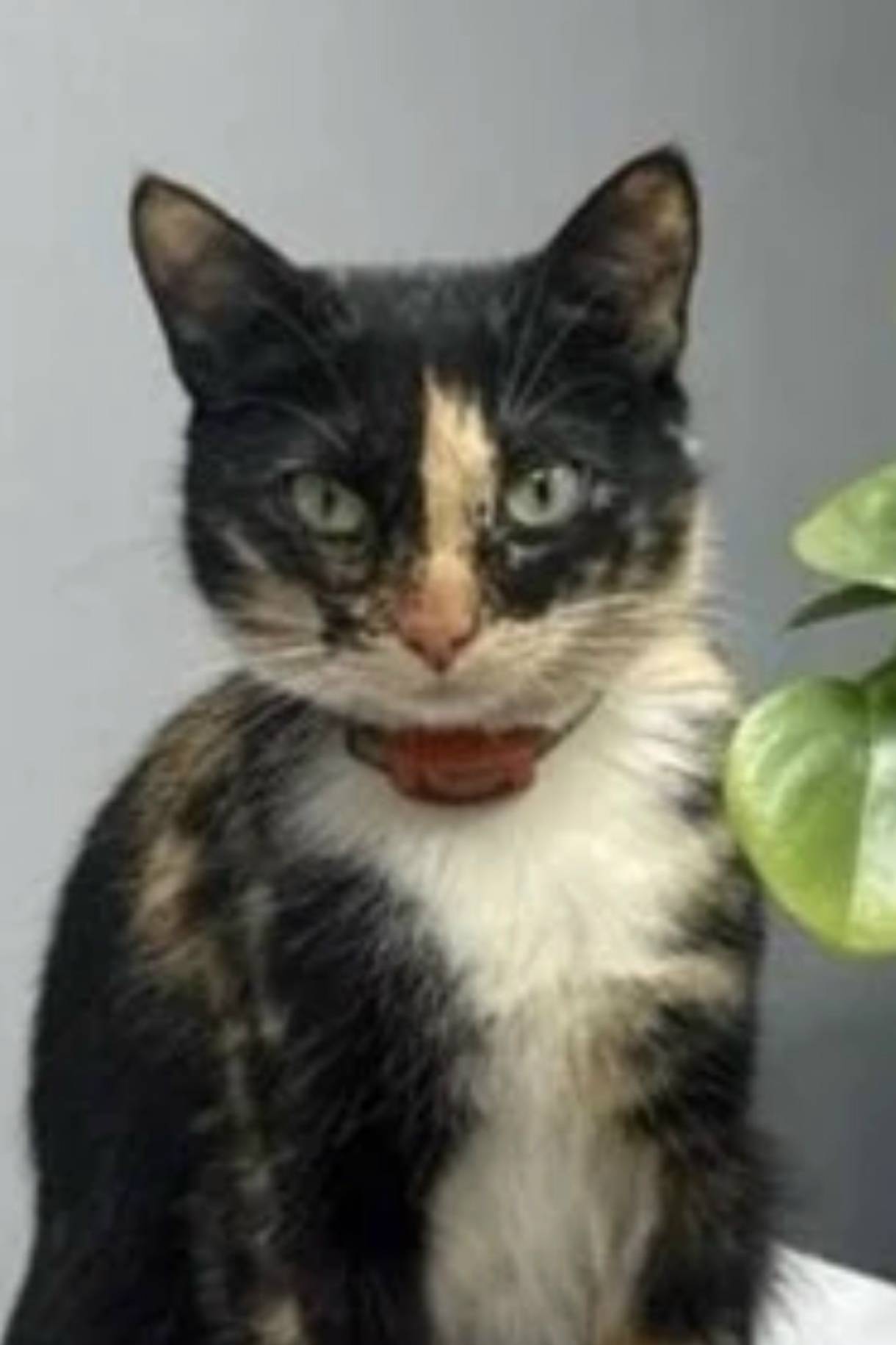 Пропала кошка, Орехово-Зуево, ул. Урицкого