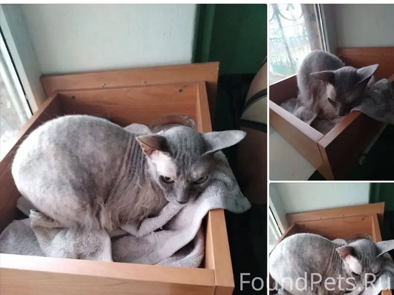 Найдена кошка-кот сфинкс, Ивантеевка