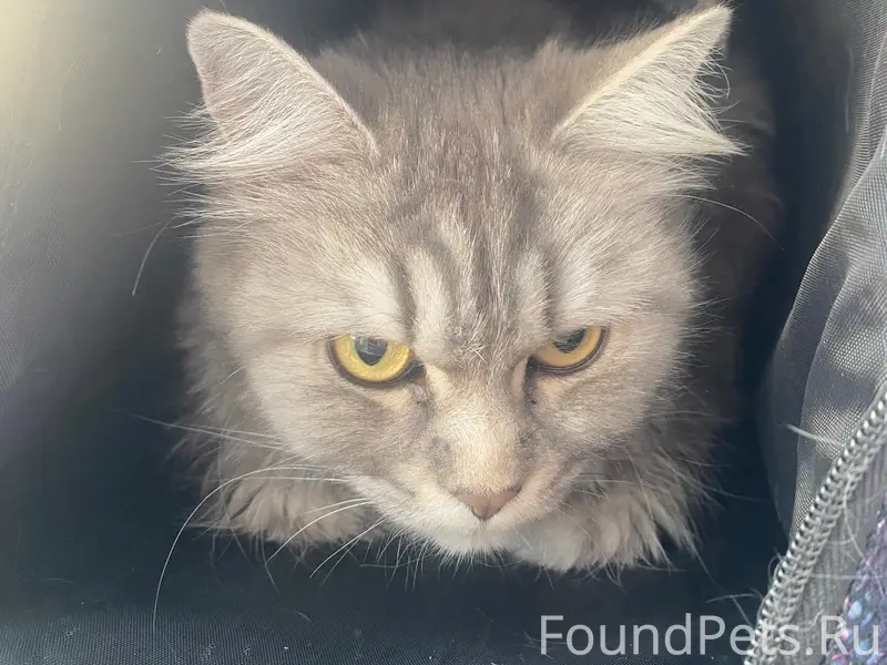 Найдена кошка, район парка ангелов