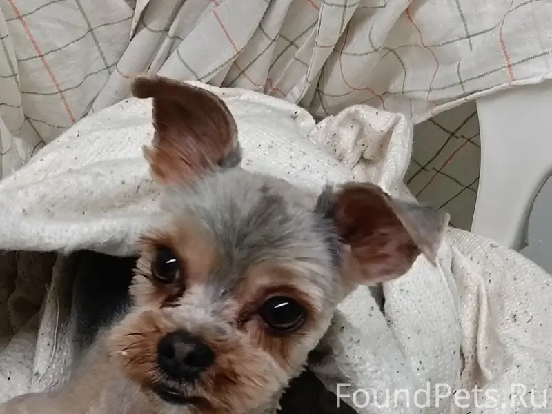 Пропал кобель, Центральный район