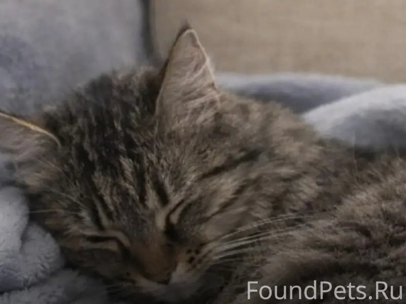 Найдена кошка