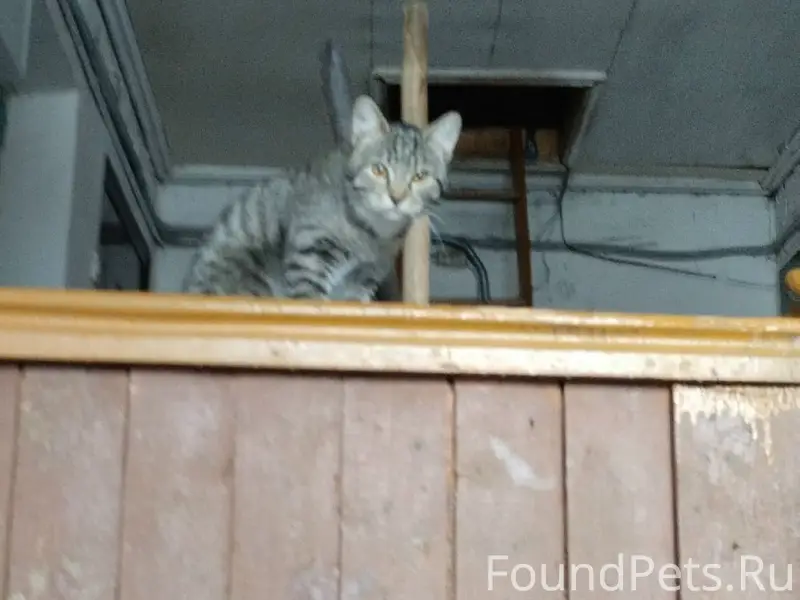 Найден кот, Красных Курсантов 9