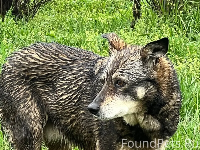 Пропала старая собака, Жигулина роща